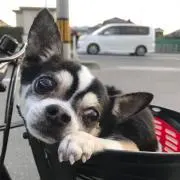 ヤカタの画像