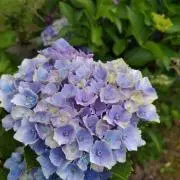 muu＊の画像