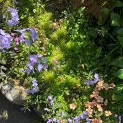 mintoの画像