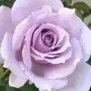 希子✴︎断捨離中♪の画像