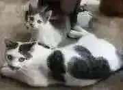 ぴゅーみの画像
