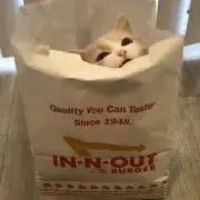 ねこずきの画像
