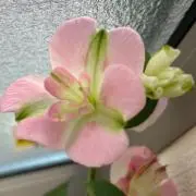 tokyonyの画像