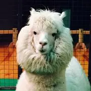 ふもさん