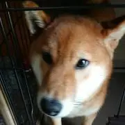 ニノーユ
