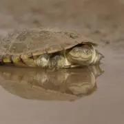 ノコノコの画像