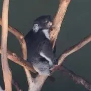 CKの画像