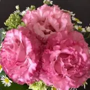 トコトコの画像