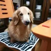 ネオ