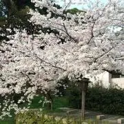 マス屋