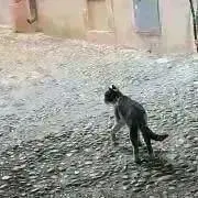 じーめい