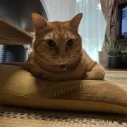 naopの画像