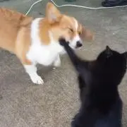 ネコパンチ