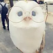 テンの画像