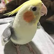 たぶりん