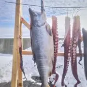 北海道から発送しますの画像