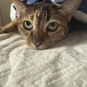 Risaの画像