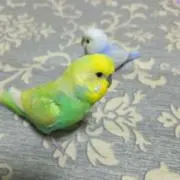 みーこ