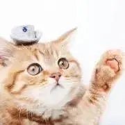 ぬこの画像