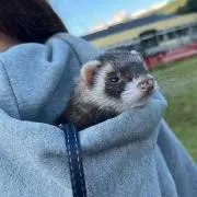 しえるの画像