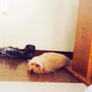 とる