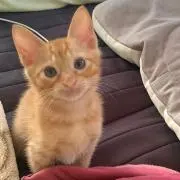 チェリー