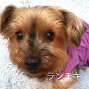 ランチキ