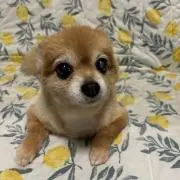 けいちゃんの画像