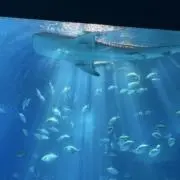 yappyの画像