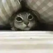 しょう☻の画像