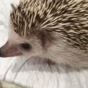 ミコトの画像