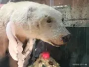 ヨウヘイの画像