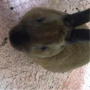 あき