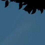 べーの画像