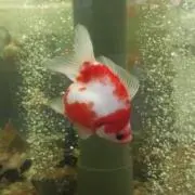itoyoの画像