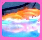 MM MMの画像