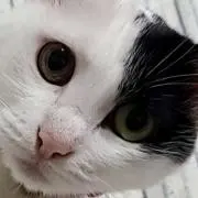 bpの画像