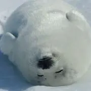 いけちゃんマンの画像