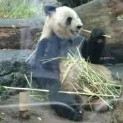 ともこ