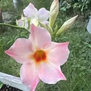 Lilyの画像