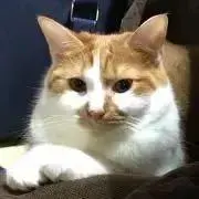小太郎の画像