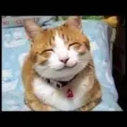 ティミーの画像