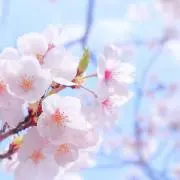 ヨシタイ