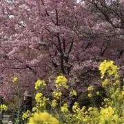 ちびまる子の画像