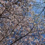tomo☆の画像