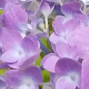 べっら