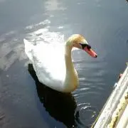 りっちゃんの画像