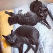 アグスタ