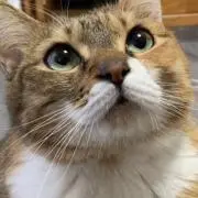 むぎあさりの画像