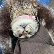 ぶつけて遊ぼう トミカ 真夏の夜の淫夢セット - メルカリ